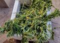 Un joven fue demorado con plantas de marihuana en el barrio Amppya