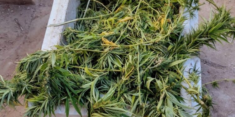 Un joven fue demorado con plantas de marihuana en el barrio Amppya