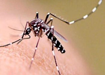 Concejales del PJ piden declarar la emergencia sanitaria por dengue en la ciudad