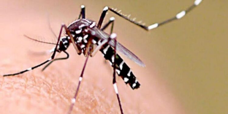 Concejales del PJ piden declarar la emergencia sanitaria por dengue en la ciudad