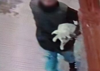 Se robaban un perro. Quedaron detenidos