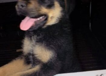 La policía recuperó a “Pancho” el perrito que había sido robado en San Luis