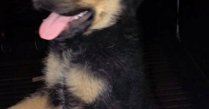 La policía recuperó a “Pancho” el perrito que había sido robado en San Luis