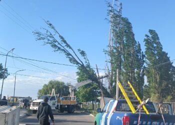 Árbol y líneas de tensión caída por el fuerte viento