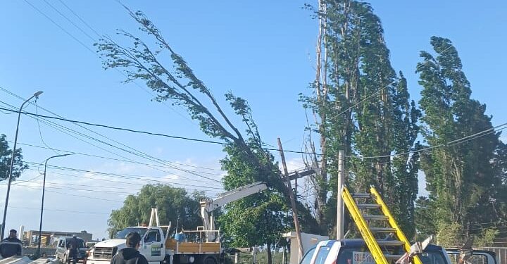 Árbol y líneas de tensión caída por el fuerte viento