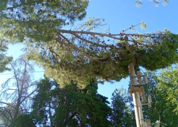 Corte del servicio eléctrico en barrios del sur por caída de rama