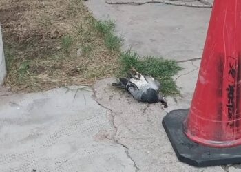 Una paloma dejó sin luz a un sector de la ciudad