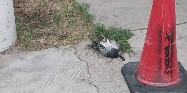 Una paloma dejó sin luz a un sector de la ciudad