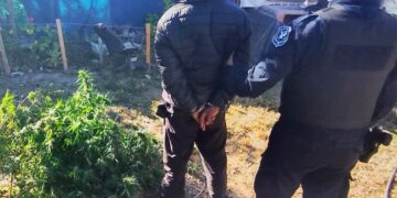 La Policía demoró a un sujeto por un hecho de violencia de género e incautó plantas de marihuana