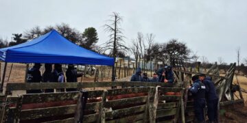 Causa por abigeato: Realizaron cinco allanamientos y secuestraron 16 bovinos, un camión y diversos elementos de interés para la investigación