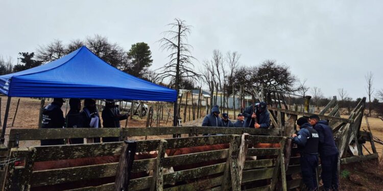 Causa por abigeato: Realizaron cinco allanamientos y secuestraron 16 bovinos, un camión y diversos elementos de interés para la investigación