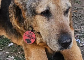 Se fue Cabezón, el perro que se ganó el corazón de toda una ciudad