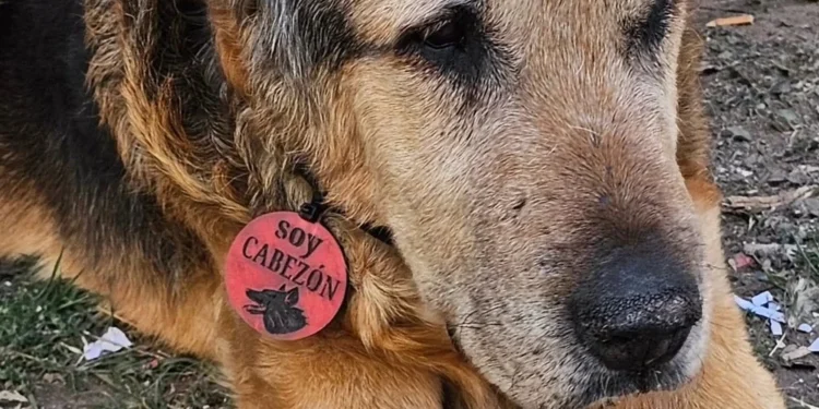 Se fue Cabezón, el perro que se ganó el corazón de toda una ciudad
