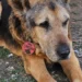 Se fue Cabezón, el perro que se ganó el corazón de toda una ciudad