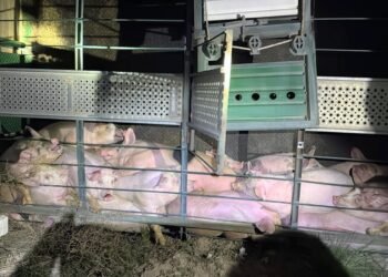 Volcó la carga de un camión que transportaba porcinos en un camino rural cerca del barrio 9 de Julio