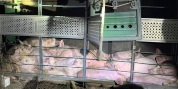 Volcó la carga de un camión que transportaba porcinos en un camino rural cerca del barrio 9 de Julio