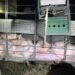 Volcó la carga de un camión que transportaba porcinos en un camino rural cerca del barrio 9 de Julio