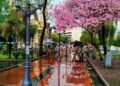 Lapachos en flor, Plaza Pringles, ciudad de San Luis.