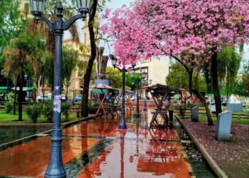 Lapachos en flor, Plaza Pringles, ciudad de San Luis.