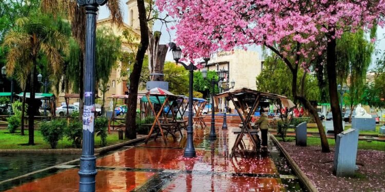 Lapachos en flor, Plaza Pringles, ciudad de San Luis.